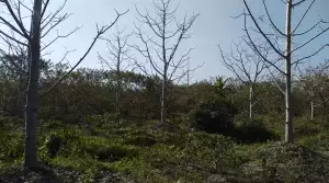 Landscape of the study area, Atghar Kuriana, Sharupkathi