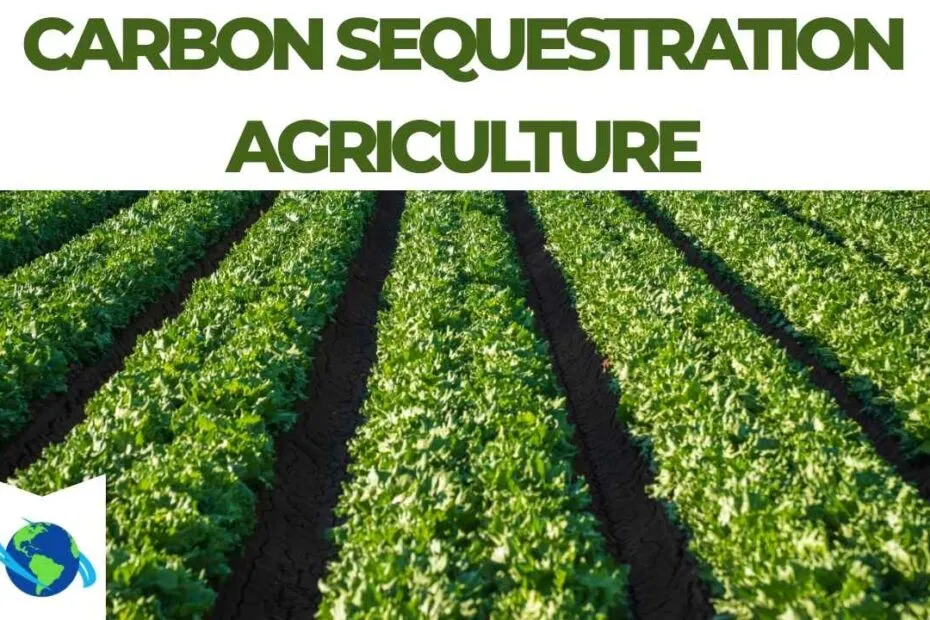 Carbon Sequestration Agriculture A Pathway to Climate-Smart and Sustainable Farming